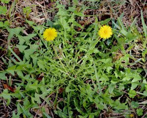 Dandelions like acidic soil. Photo by Green Deane