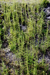 Western Tansy Mustard growing up the side of a ditch.