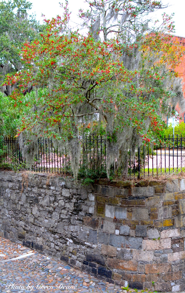 A holly fruiting in December along Bay Street in Savannah, Georgia. . Photo By Green Deane