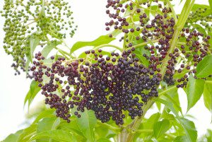 Green and partially ripe elderberries should not be eaten. Photo by Green Deane