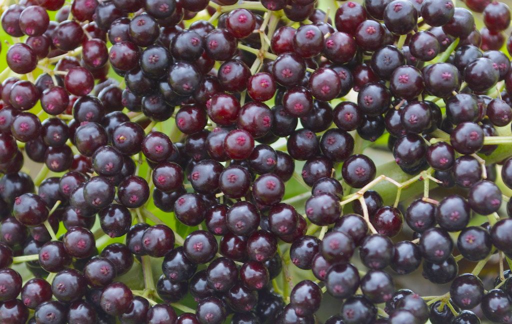 While some elderberries can be eaten raw some cannot and most improved with processing. Photo by Green Deane