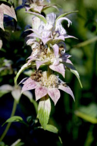 Horsemint make a spice and tea. Photo by Green Deane