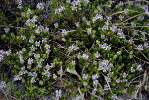 Florida Pennyroyal is a low-growing but has a powerful aroma. Photo by Green Deane