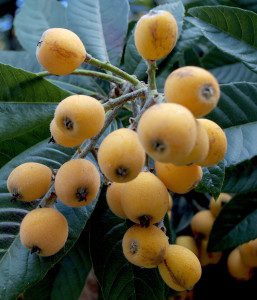 Loquats range from light yellow and tart to dee yellow and sweet. Photo by Green Deane