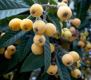 Loquat season can be six to eight weeks long. Photo by Green Deane