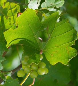 Muscadines are near ripening. Photo by Green Deane