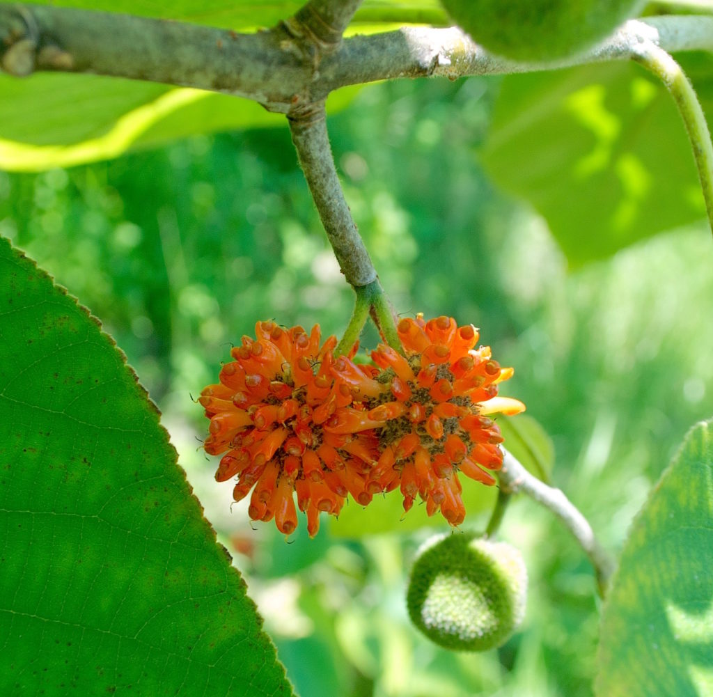 The orange pompom fruit of the Paper Mulberry. Photo by Green Deane