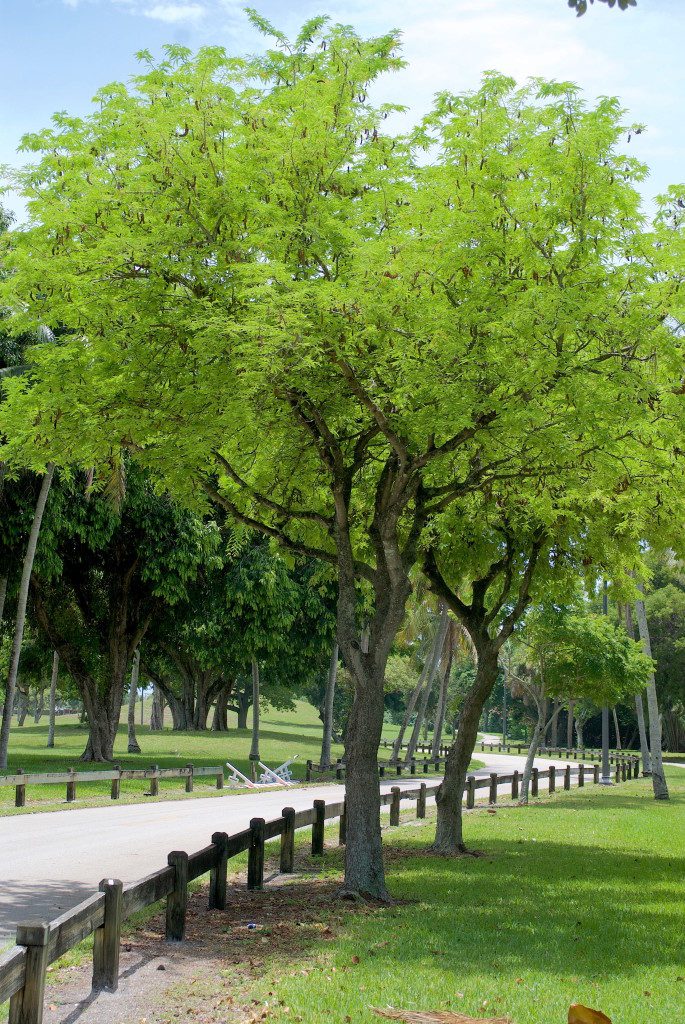 Tamarind Trees in West Palm Beach. Photo by Green Deane