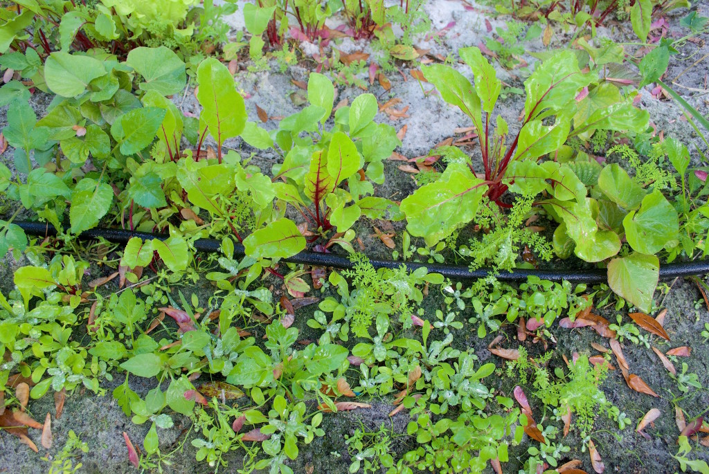 Can you identify several young edible weeds in the photo? 