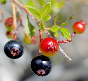 Are they blueberries or huckleberries? A loop will help you tell. Photo by Green Deane