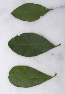 Simpson Stoppers have thee different leaf tipes. Photo by Green Deane