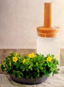 A "lemonade" made from Oxalises, from Emily Han's book: Wild Drinks