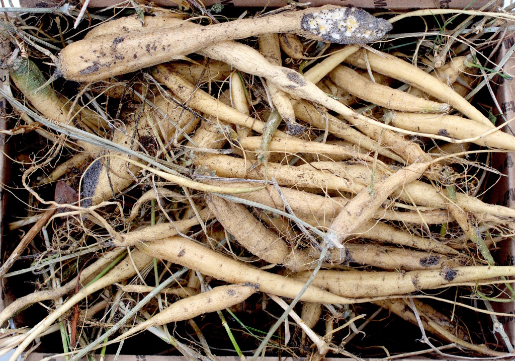 This box of roots might be edible. Photo by Green Deane
