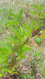 Do you know what this edible and medicinal plant is? You would if you read the Green Deane Forum. 