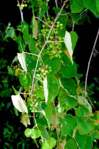 Do you know what these are? You would know if you read the Green Deane Forum.