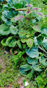 Cultivate Amaranth tends to be more colorful. Photo by Green Deane