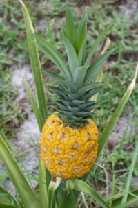 Do you know why this pineapple is yellow? You would if you read the Green Deane Forum. Photo by Green Deane