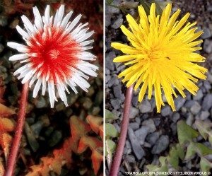 Dandelion as we see it and how a bug sees it