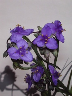 Spiderwort - Edible flower in the Big Mill B&B Garden