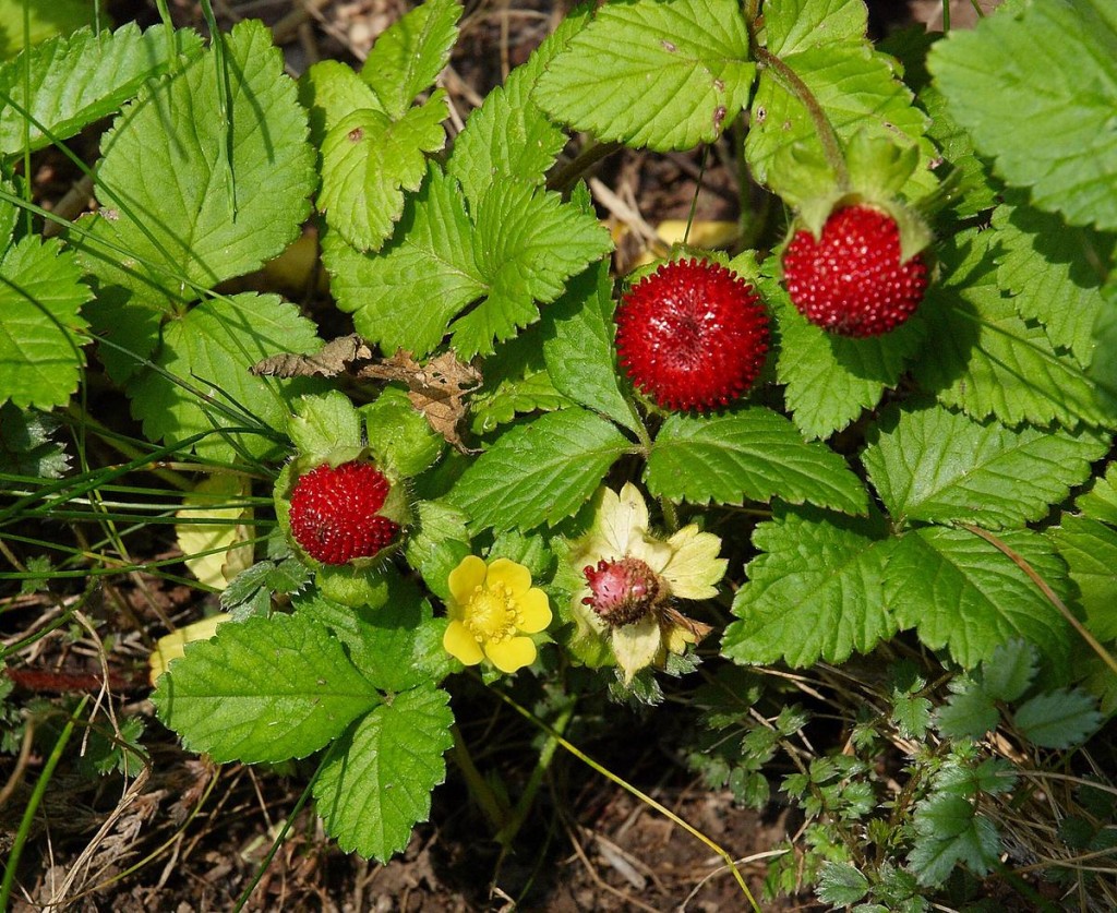 Indian, Mock Strawberry - Eat The Weeds and other things, too