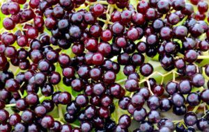 Elderberries make good pies, jelly, and wine. Photo by Green Deane