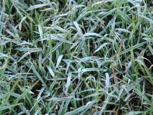 Frosted Grass