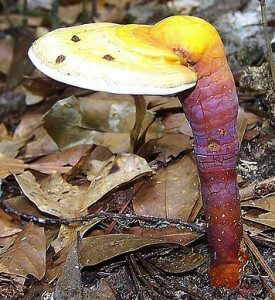 Ganoderma curtisii, a medicinal polypore.