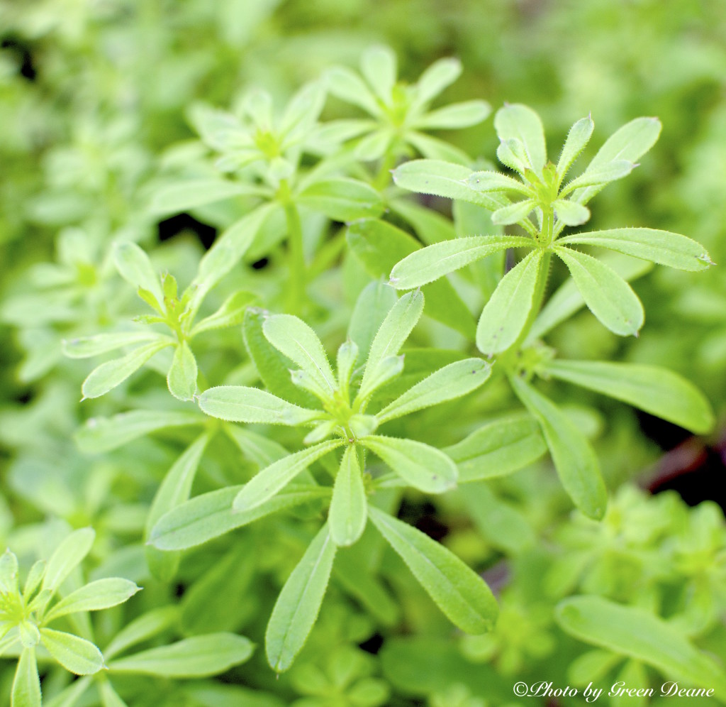 Cleavers - the velcro plant