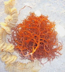 Gracilaria is one of the tastier and attractive seaweeds. Photo by Green Deane