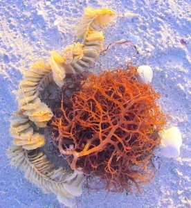 Gracilaria is are reasonably tasty local seaweed. Photo by Green Deane