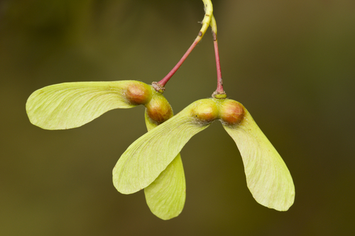 Green Maple Seeds. Photo by Shutterstock