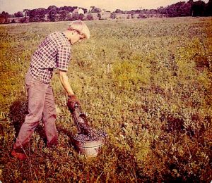 Harold Grandholm empties blueberries in a field on the Merrill Road in Pownal Maine about 1969.