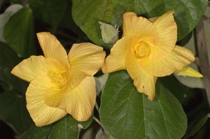 Amapola, Hibiscus pernambucensis