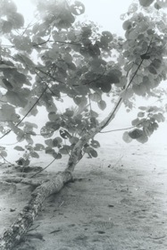 Amapola, Hibiscus pernambucensis