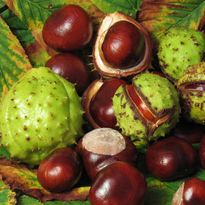 Toxic Horse Chestnuts