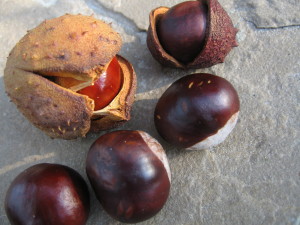 Non-edible Horse Chestnut