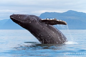 USA, Alaska, Frederick Sound, Humpback whale (Megaptera novaeangliae) breaching