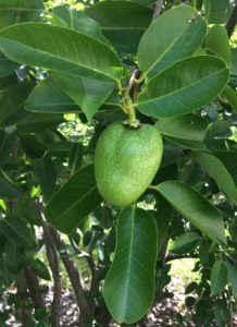 The Annona fruits are ripening. Photo by Green Deane