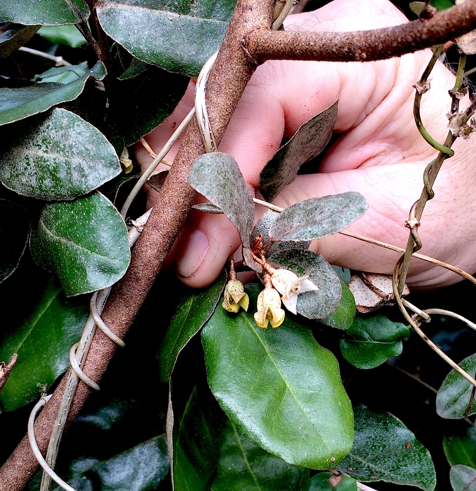 Silverthorn Blossoms like to hide inside the bush. Photo by Green Deane