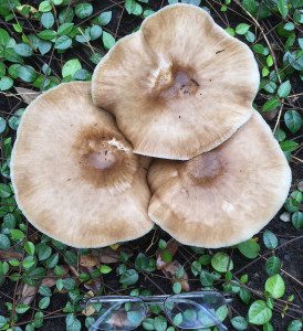 Another edible fungi seen this season are Deer Mushrooms. Photo by Green Deane