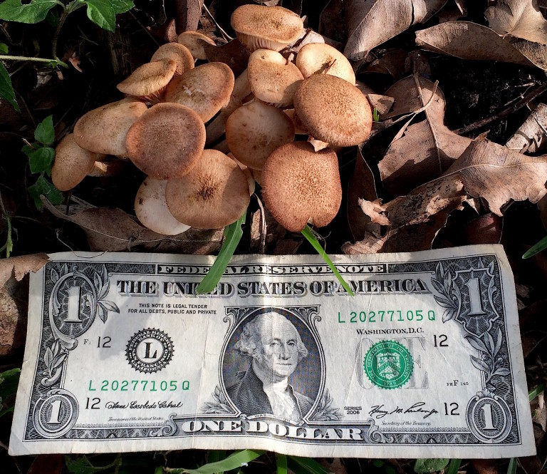 Young Ringless Honey Mushrooms. Photo by Green Deane