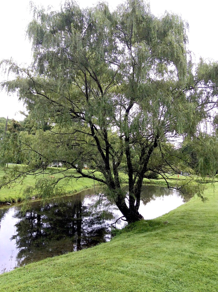 Weeping Willows are probably the bets know member of the genus followed by Pussy Willows. Photo by Green Deane 