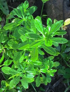 My first sighting of Cleavers of the season, and the right, edible species. Photo by Green Deane