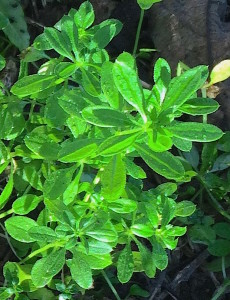 Do you know what this wild edible is? You would if you read the Green Deane Forum. Photo by Green Deane