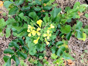 All parts of the wild mustard and radish plant is edible. Photo by Green Deane