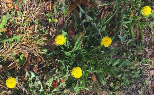 Do you know where to find these edible blossoms? You would if you read the Green Deane Forum.