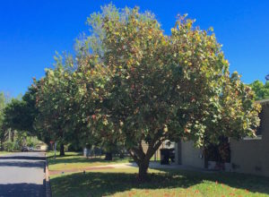 A Variegated Mahoe grows in Orlando. Photo by Green Deane