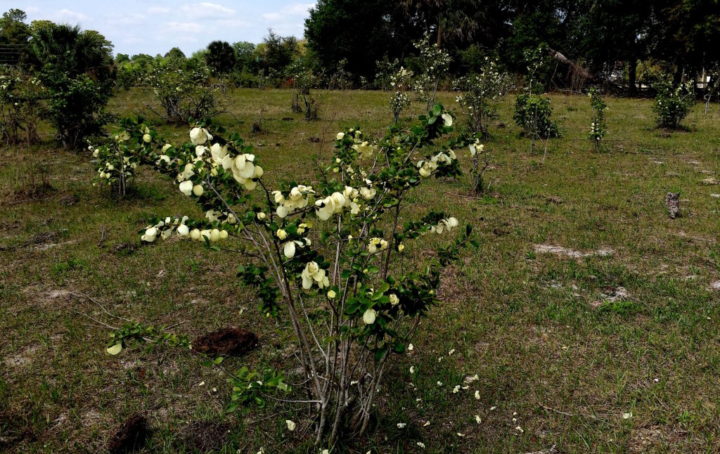 A pasture full of Pawpaws. Every yellow blossom in this photo is a paw paw. Photo by Green Deane