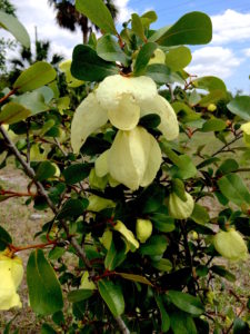 Botanically the Pawpaw is related to the Magnolia. Photo by Green Deane