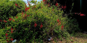 Distinctive blossoms and leaves make the Eastern Coral Bean easy to identify. Photo by Green Deane 